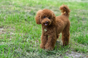 クルンとカールした毛がチャーミングなトイプードル。毛が抜けにくく、体臭もほとんどないのが特徴です。そのためアレルギー体質の人も心配が少なく、賢くてしつけもしやすいため、家庭で飼いやすい犬として親しまれています。日本では2000年以降から人気の犬種となり、2008年からは、人気犬種第1位という不動の座をキープしています。