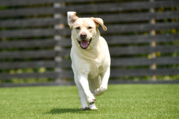 体重が30㎏前後の大型犬に成長するラブラドールレトリバー。温厚で賢いため、盲導犬などの職業犬でも活躍している犬種です。また、ドッグランで遊んだりお散歩したりと運動も大好きで、毛が短くお手入れがしやすく、人見知りが少ないためお子様がいるご家庭でも飼いやすいです。