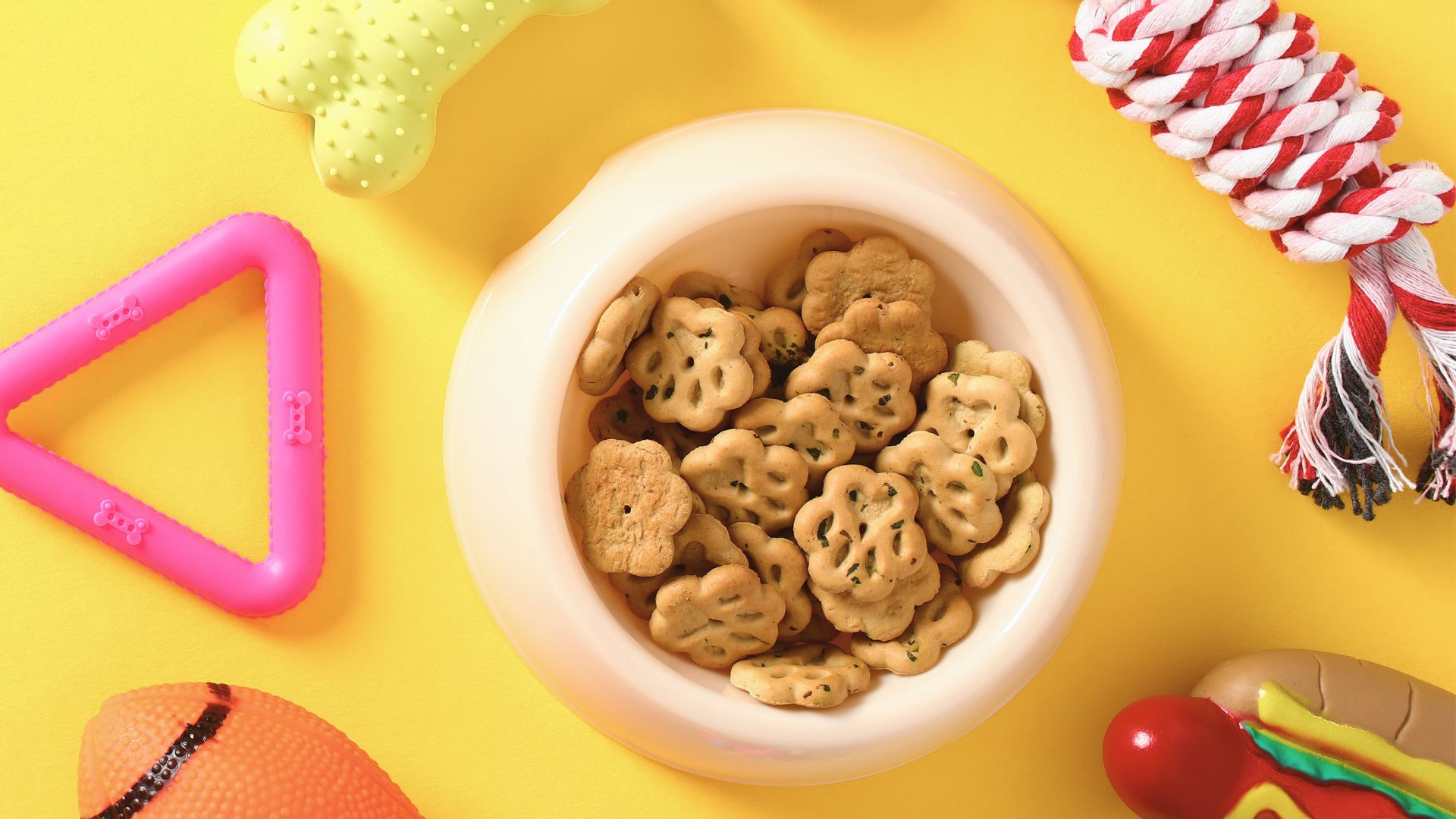 仔犬に負担が少ないよう、迎える際はわんちゃんが過ごすスペース（お部屋）を準備して下さい。仔犬は環境の変化で、食欲低下、下痢など体調が急変する事が有ります。 必要な物：ケージ、フード、首輪、フードボール わからないこと、ご不安なことがあれば、ロブウォーカーにご相談ください。