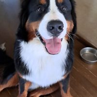 木更津ペットホテル バーニーズのフェント君