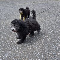 千葉仔犬ブリーダー　プードル兄妹