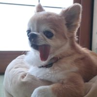 千葉県ペットホテルロブウォーカー チワワお泊まり