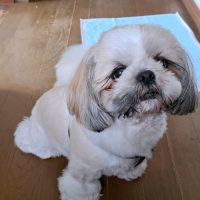 千葉県ロブウォーカー ペットホテル