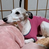 ウィペット ロブウォーカーペットホテル